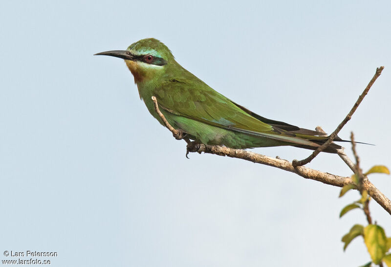 Blue-cheeked Bee-eater