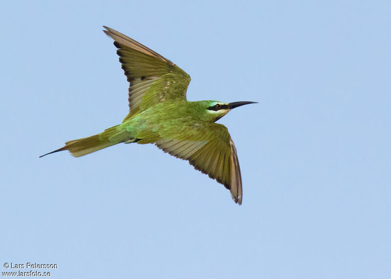 Blue-cheeked Bee-eater