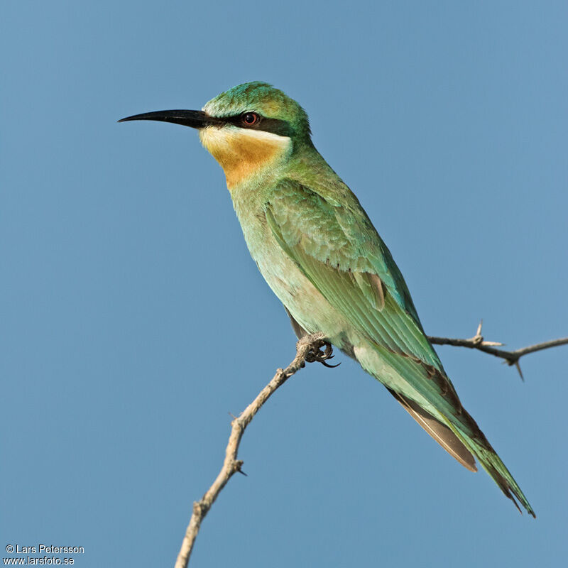 Blue-cheeked Bee-eater