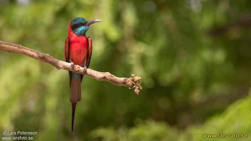 Northern Carmine Bee-eater