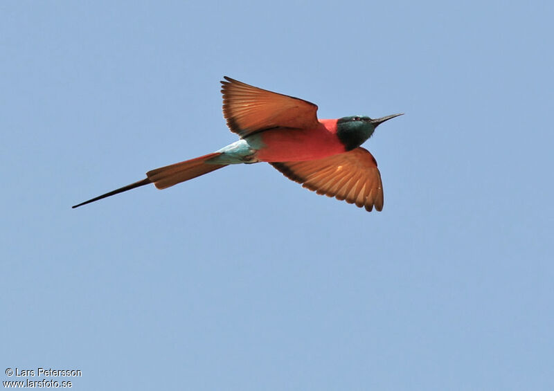 Northern Carmine Bee-eater