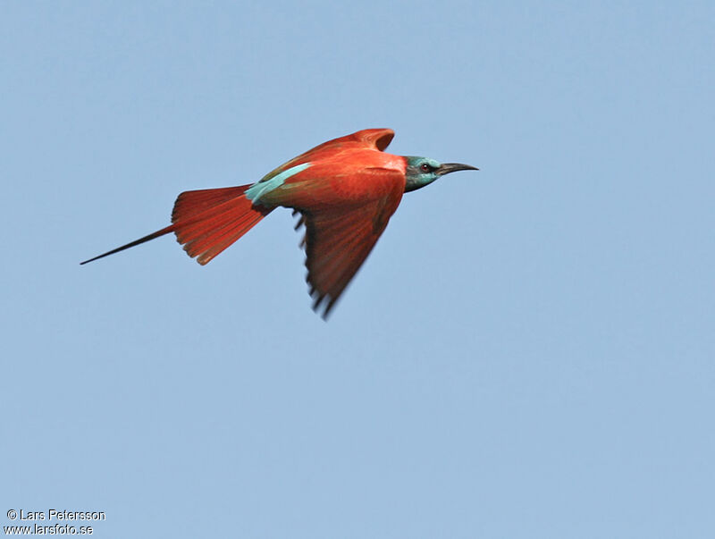 Northern Carmine Bee-eater