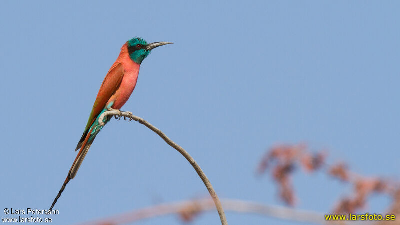 Northern Carmine Bee-eater