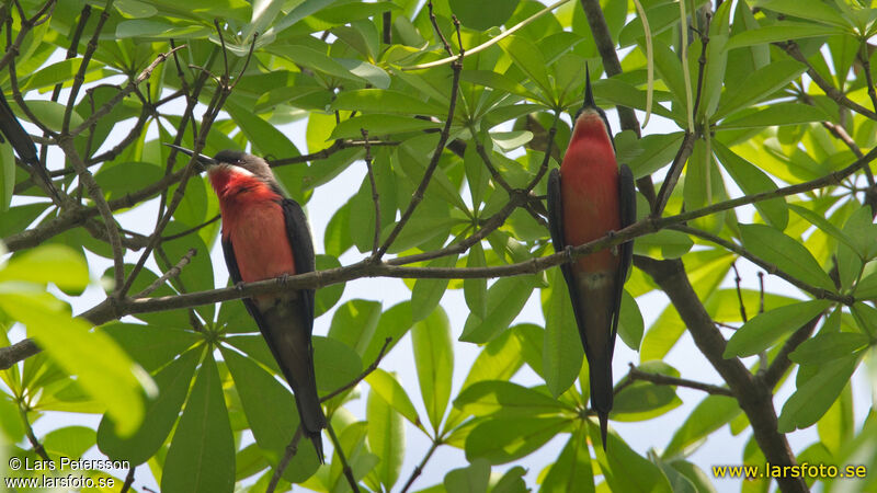 Rosy Bee-eater