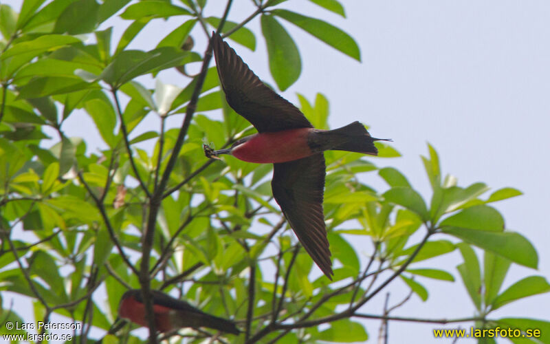 Rosy Bee-eater