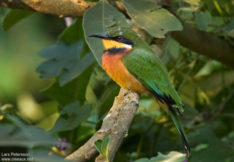 Guêpier montagnardadulte, identification