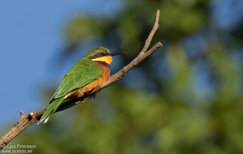 Cinnamon-chested Bee-eater