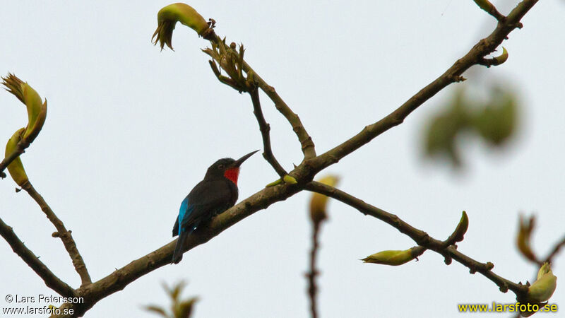 Black Bee-eater