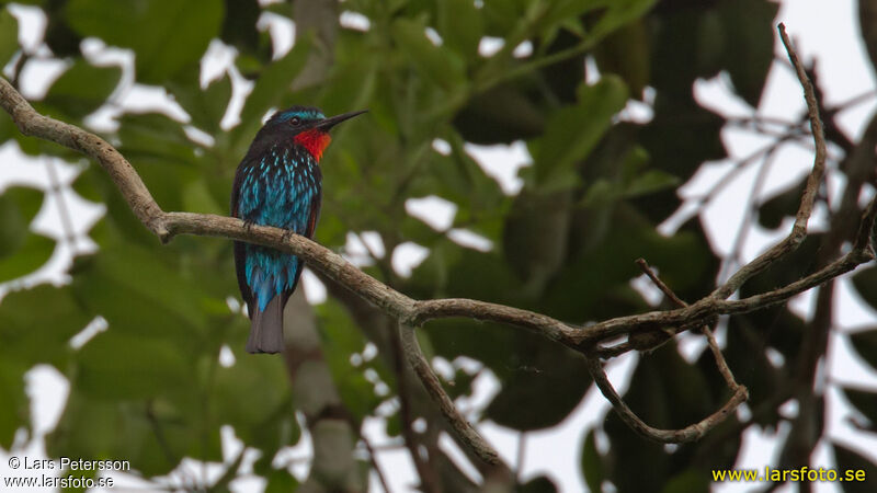 Black Bee-eater