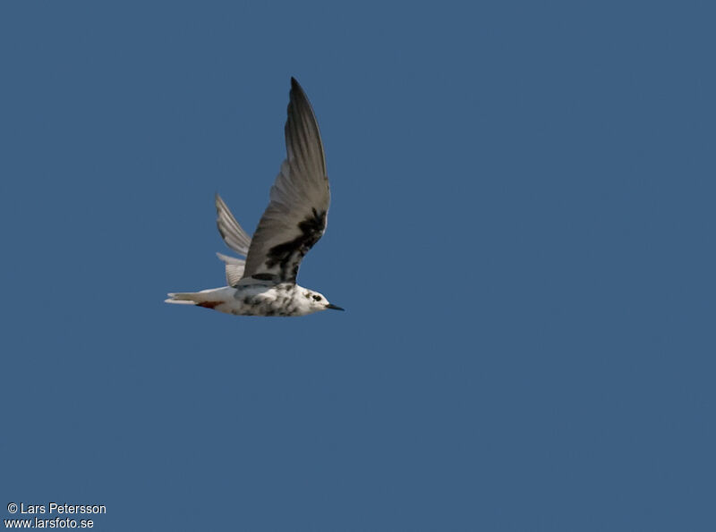 White-winged Tern