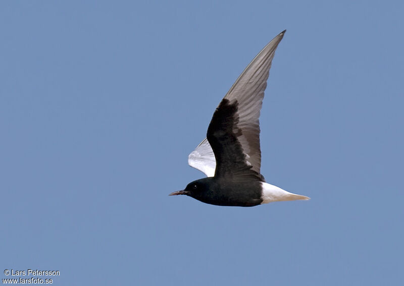 Guifette leucoptère