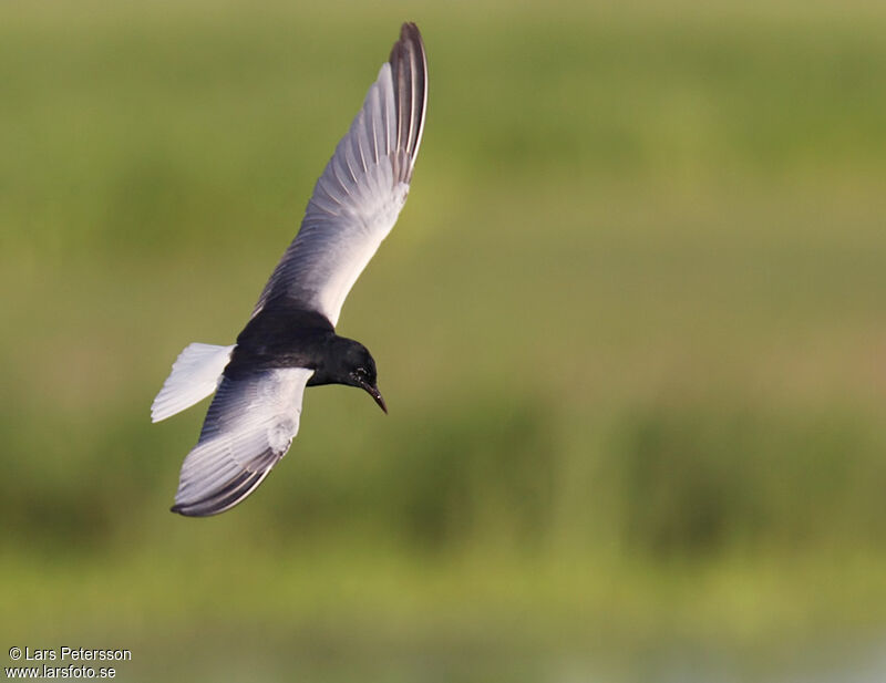 Guifette leucoptère