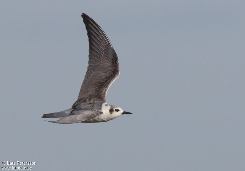 Guifette leucoptère