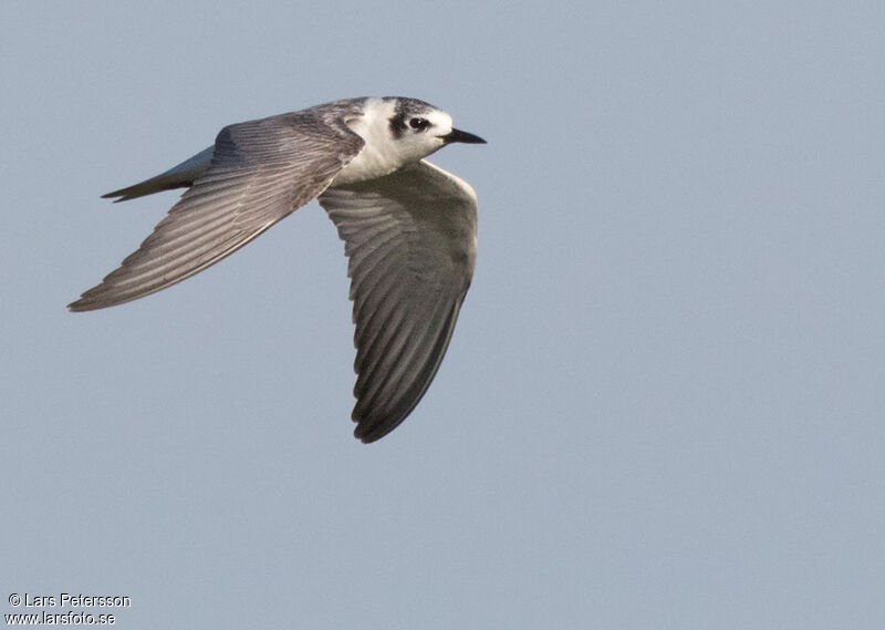 Guifette leucoptère