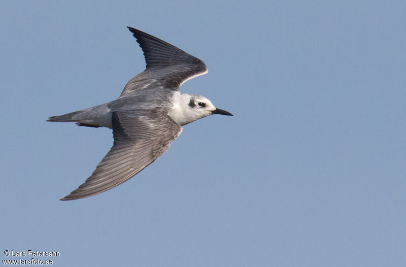 Guifette leucoptère