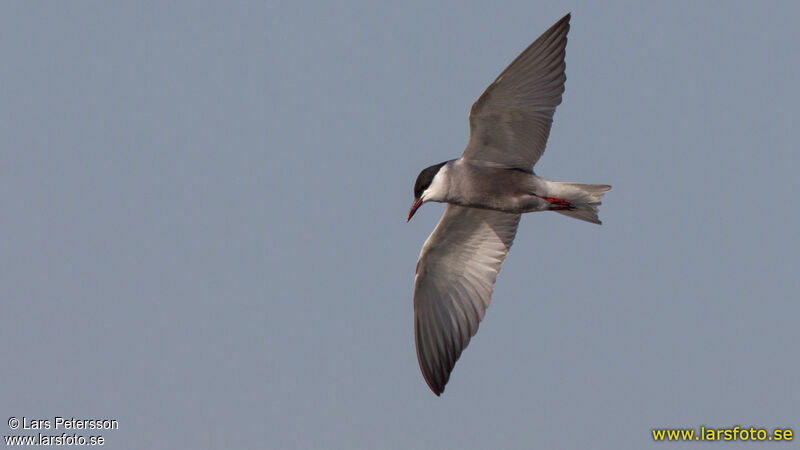 Whiskered Tern