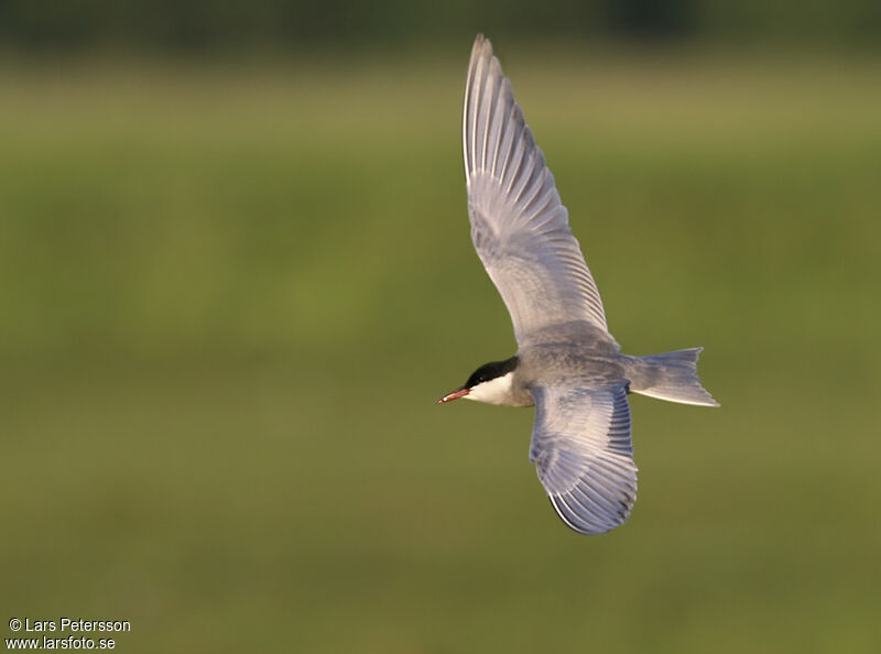 Whiskered Tern