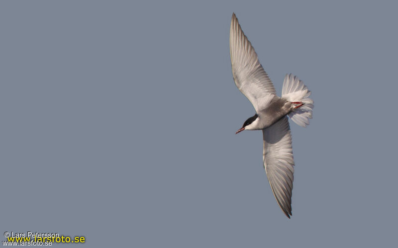 Whiskered Tern