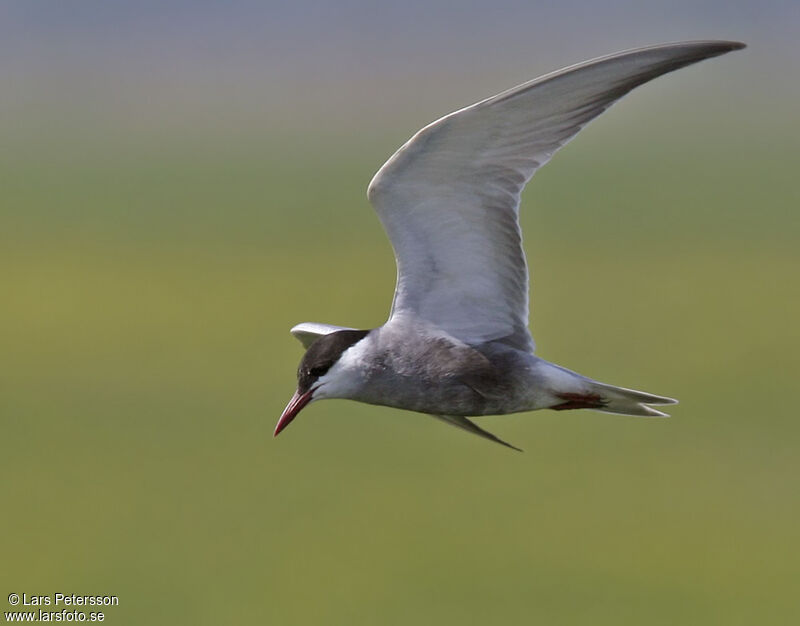 Whiskered Tern