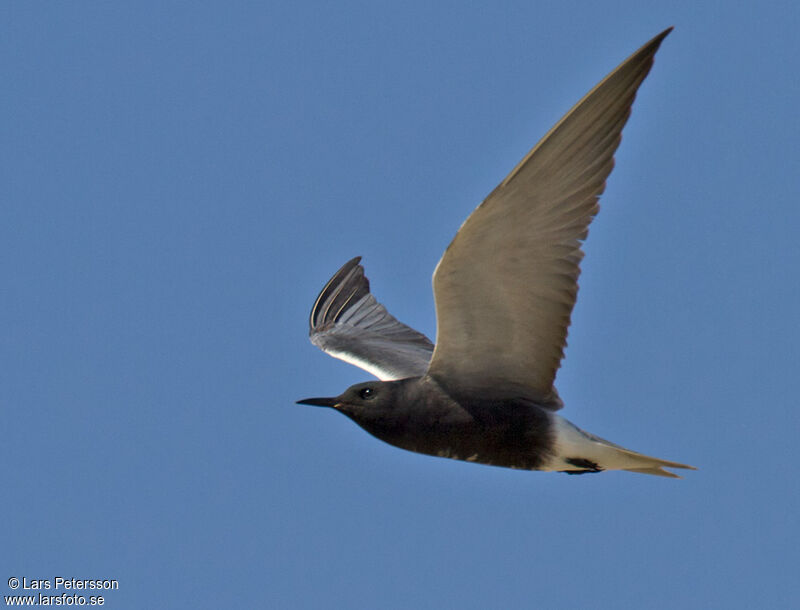 Black Tern