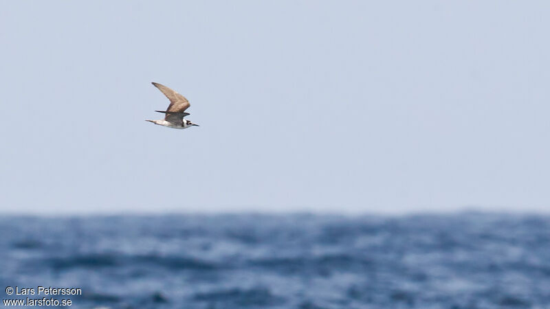 Black Tern