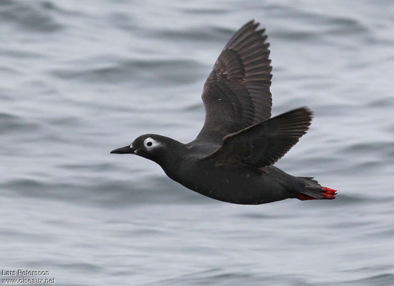 Guillemot à lunettes, Vol