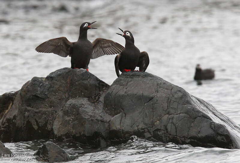 Guillemot à lunettesadulte, Comportement