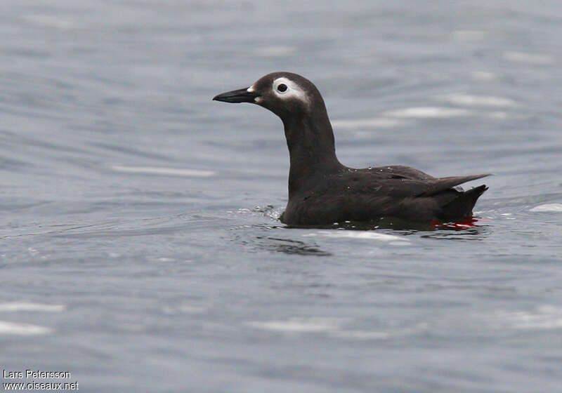 Guillemot à lunettesadulte, identification