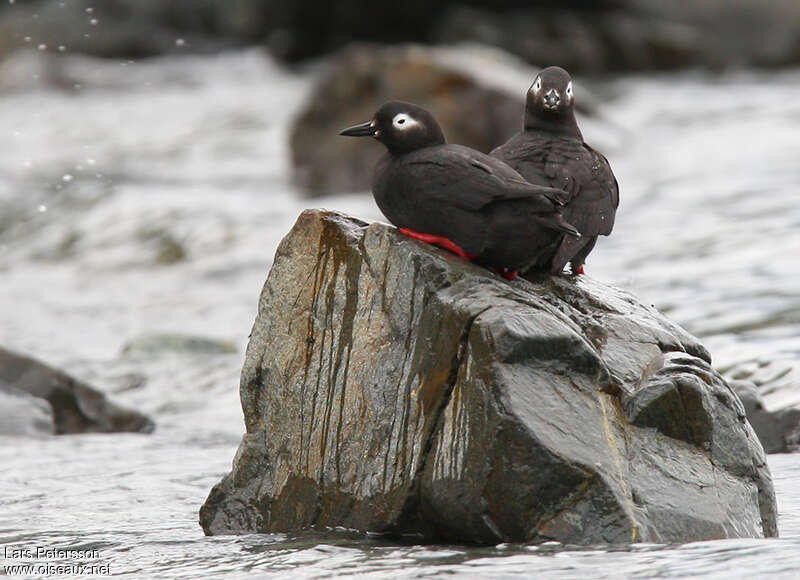 Spectacled Guillemotadult