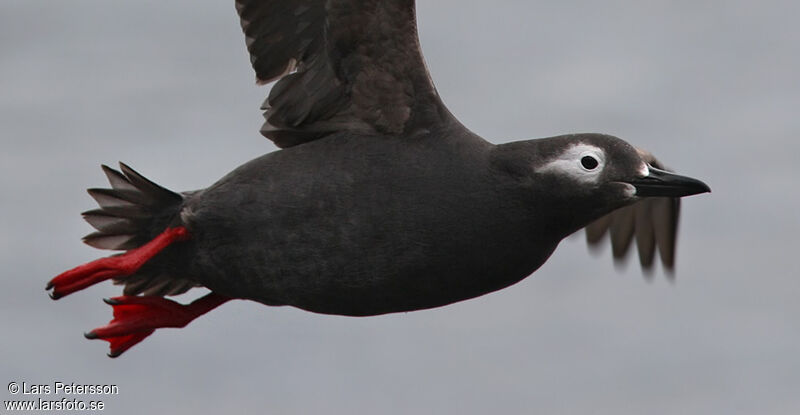 Spectacled Guillemot