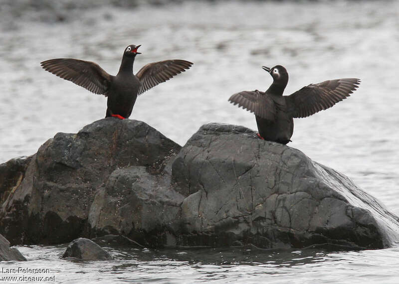 Guillemot à lunettesadulte, Comportement