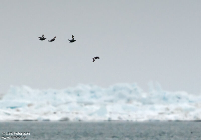 Guillemot à miroir