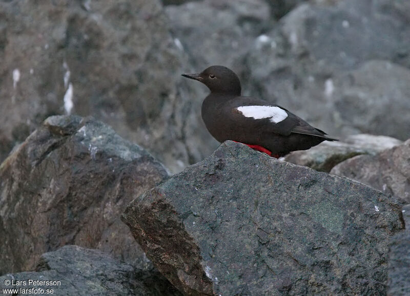 Pigeon Guillemot