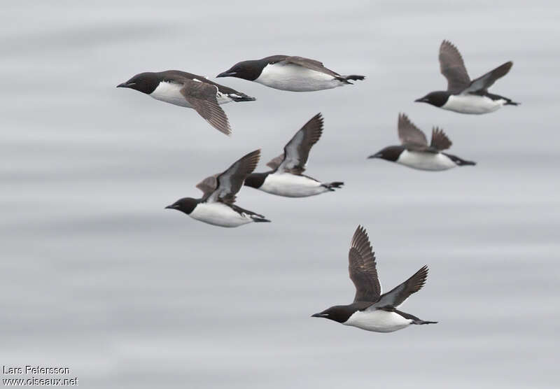 Thick-billed Murreadult, Flight