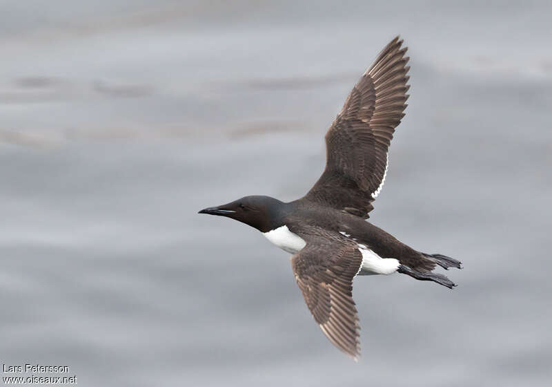 Thick-billed Murreadult breeding, pigmentation, Flight