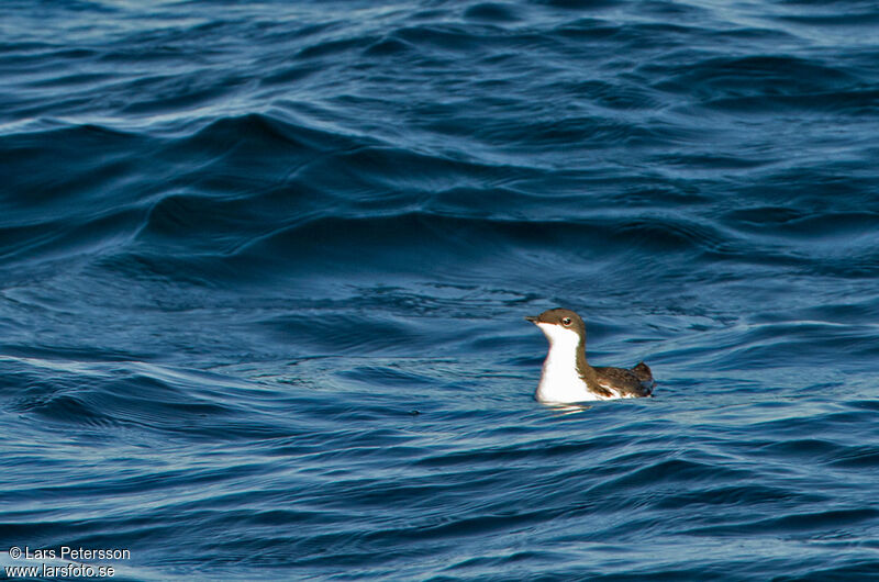 Guillemot de Scripps