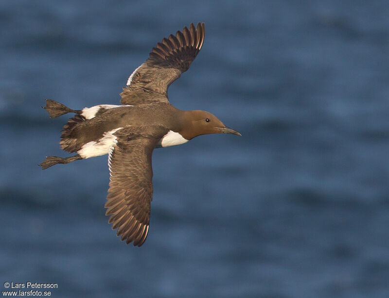 Common Murre