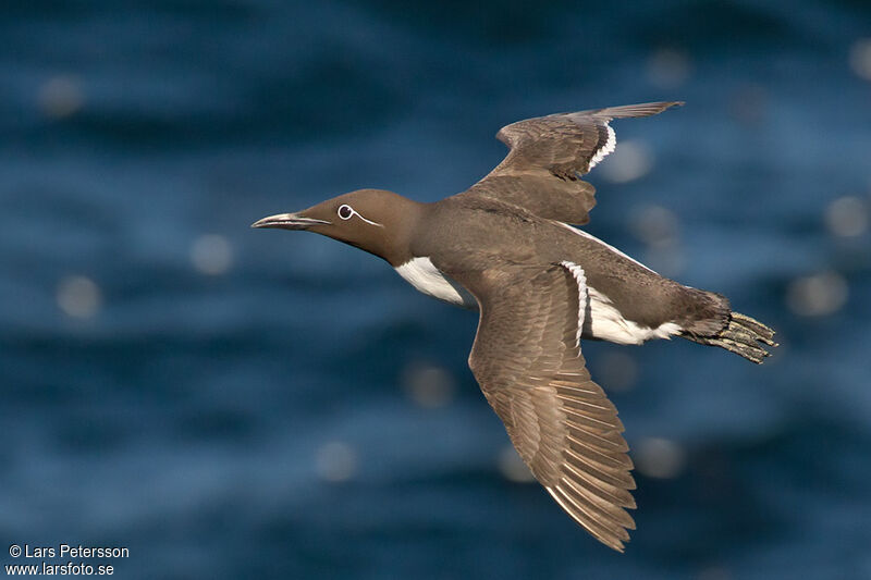 Guillemot de Troïl