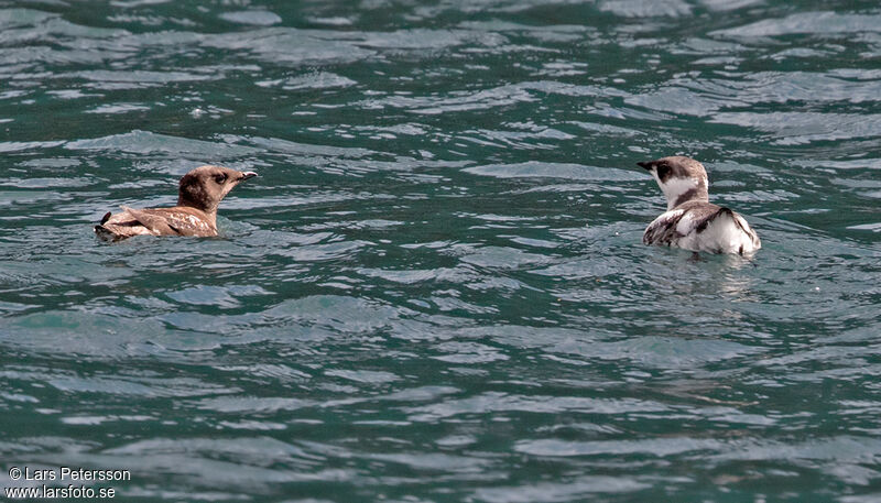 Guillemot marbré