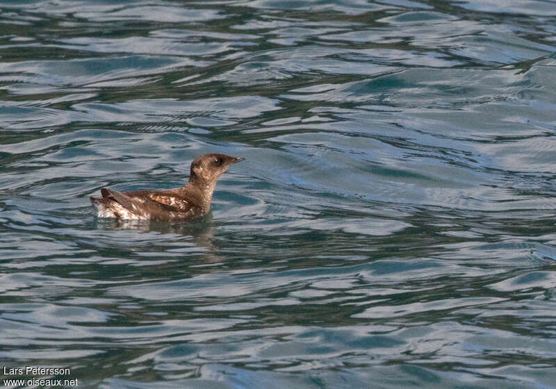 Marbled Murreletadult