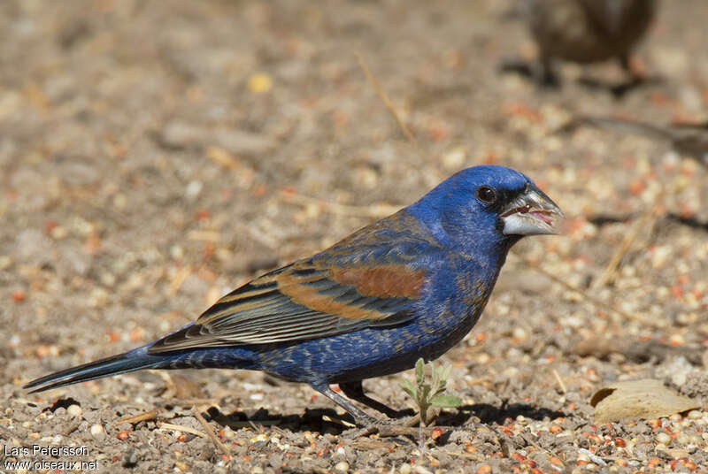 Blue Grosbeak male adult, identification