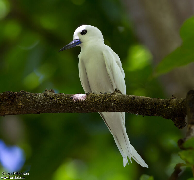 White Tern