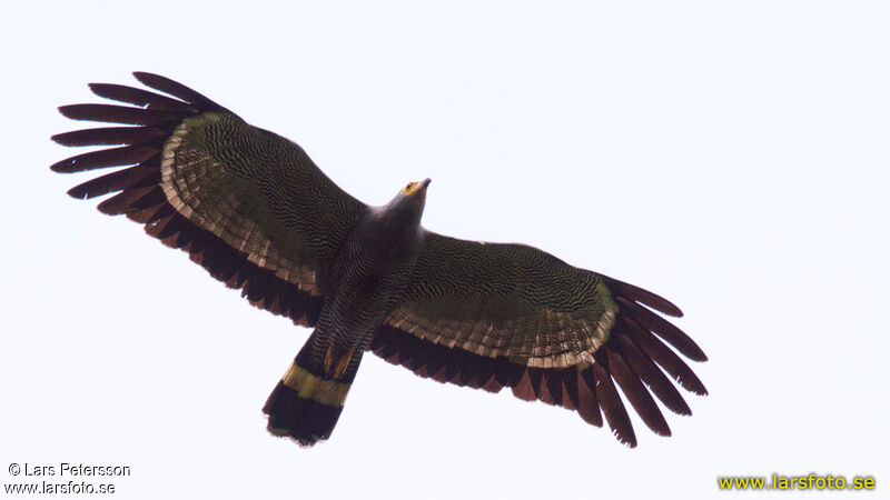 African Harrier-Hawk