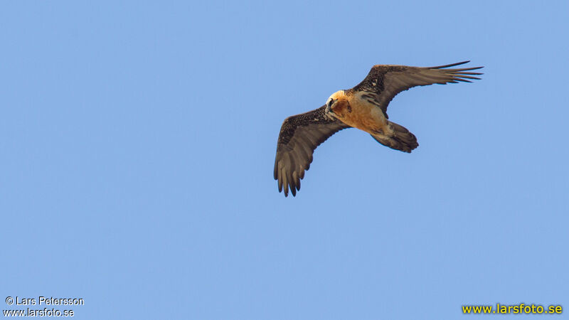 Bearded Vulture