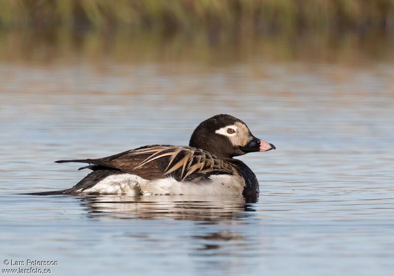 Long-tailed Duck