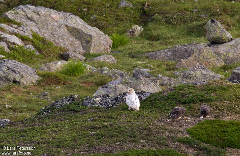 Snowy Owl