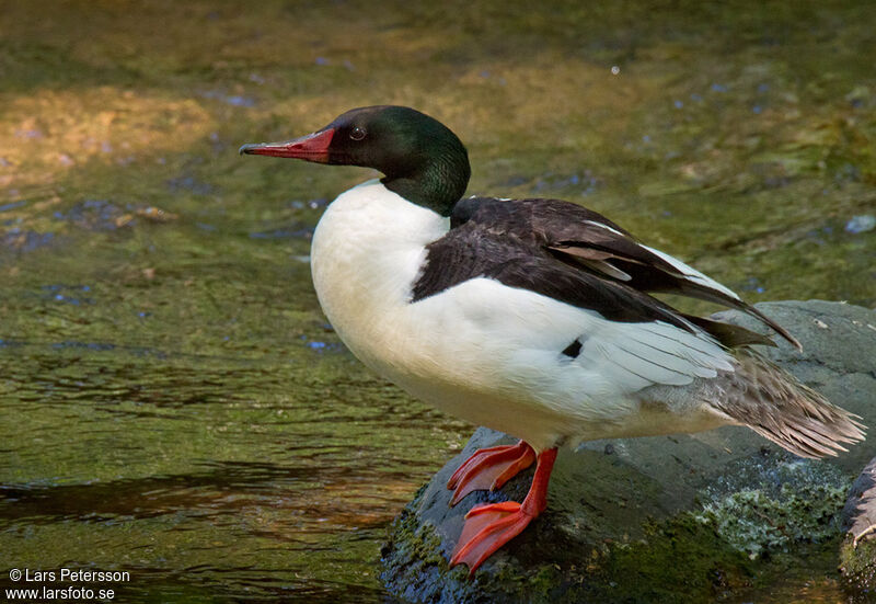 Common Merganser