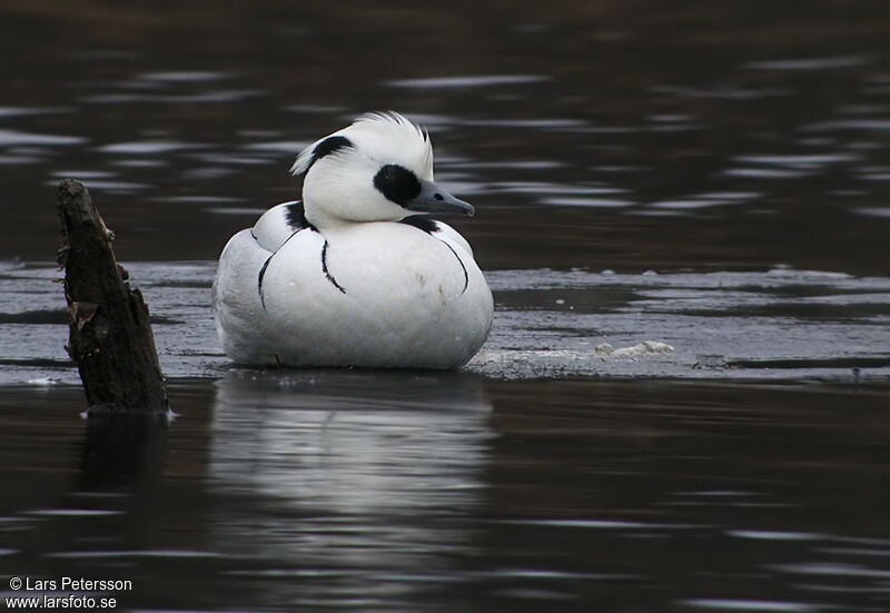 Smew