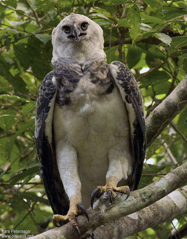 Harpie féroceimmature, portrait