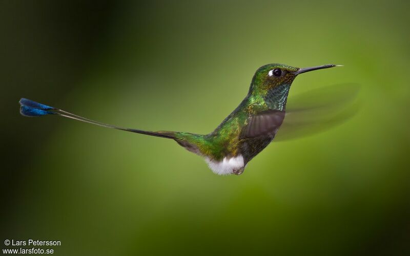 White-booted Racket-tail